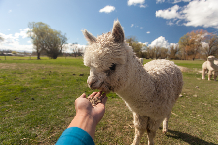 feeding alpaca in farmの写真素材
