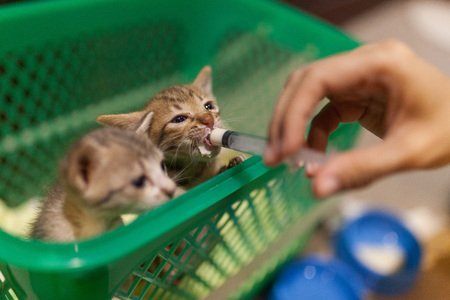Bottle Feeding Kittensの写真素材