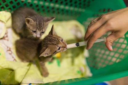 Bottle Feeding Kittensの写真素材