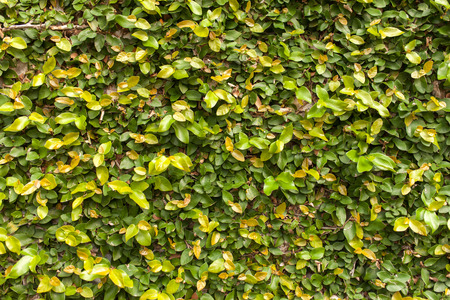 Green Ivy Backgroundの写真素材