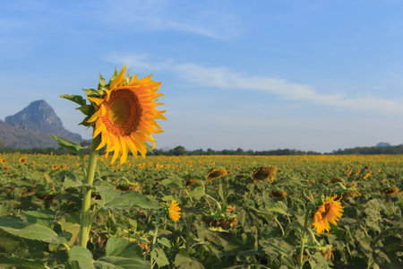 The Sunflowersの写真素材