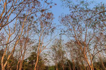The tree in blue sky