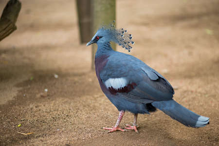 the blue birdの写真素材