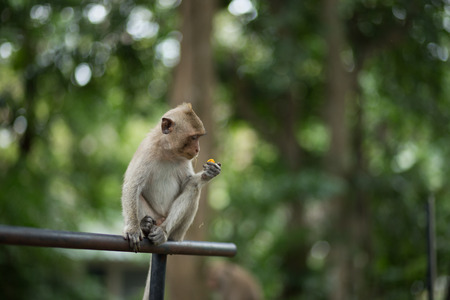 monkey eating something
