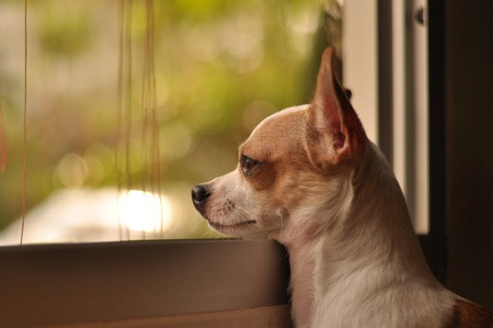 A Dogの写真素材