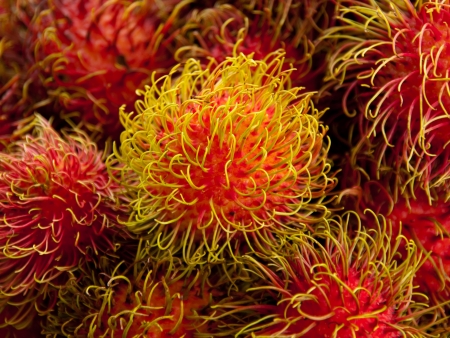 Rambutan, fruit in Thailandの写真素材