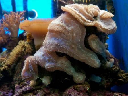 anemones の写真素材