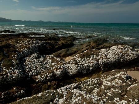 Beach rocks are the remains of shells