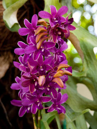 Orchidの写真素材