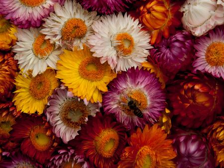 Straw Flower , Gomphrenaの写真素材