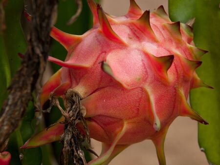 dragon fruitの写真素材