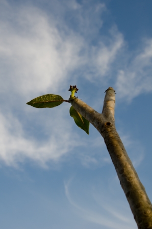 Branches and bright blue skyの写真素材