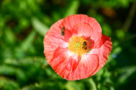 Twin Bee on red flowerの写真素材