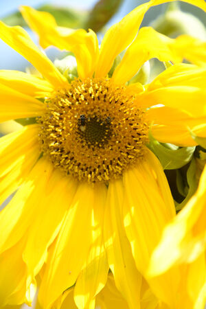 Sunflower and lonely beeの写真素材