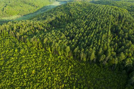 Amazing aerial view of spring forestの写真素材