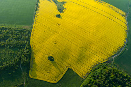 Amazing aerial view of yellow fieldsの写真素材