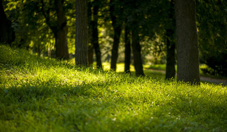 Sunny day in parkの写真素材