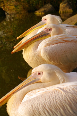 Rosy Pelicans at the Luise Park in Mannheim, Germanyの写真素材