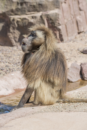 Portrait of african baboon in the open resort, Magdeburg, Germany, 2016の写真素材