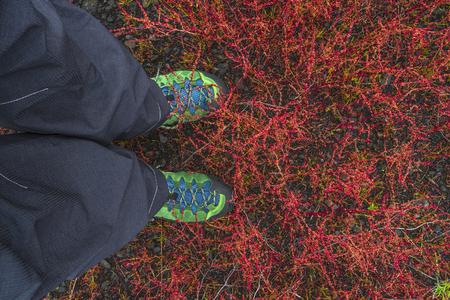 Hiking boots dove into tundra plants at Iceland, summer time, 2016の写真素材