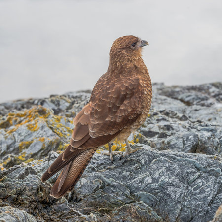 Falcon Chimango Caracara in Tierra del Fuego National Park, Argentina, Patagonia