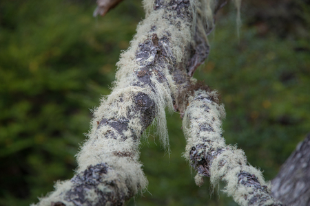 Patagonia's trees covered with moss and lichen, Tierra del Fuego, Argentinaの写真素材