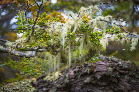 Patagonia's trees covered with moss and lichen, Tierra del Fuego, Argentinaの写真素材