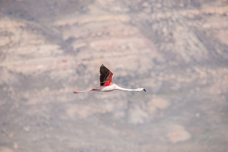 Flying Rosy Flamingo at Nimez Birds Reservation area, Patagonia, Argentinaの写真素材