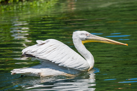 Beautiful dalmatian pelican in the lake, Germany, summer timeの写真素材