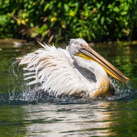 Beautiful dalmatian pelican in the lake, Germany, summer timeの写真素材