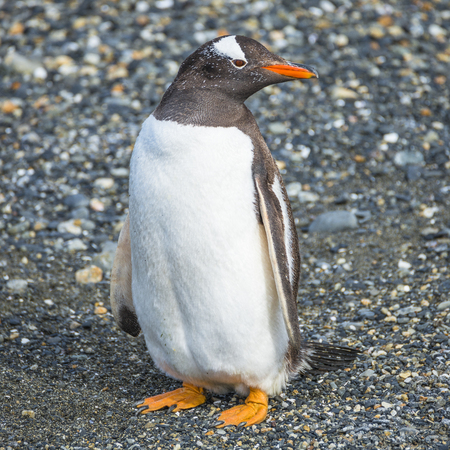Gentoo penguins colony at Beagle Channel in Patagonia, Argentinaの写真素材