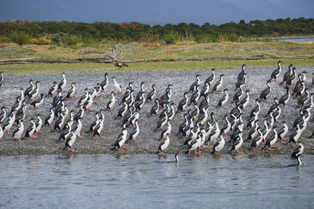 Colony of king cormorants Beagle Channel, Patagonia, summerの写真素材