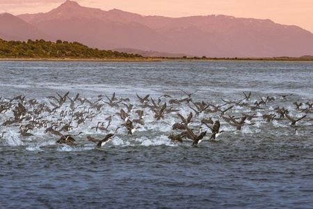 Colony of king cormorants Beagle Channel, Patagonia, summerの写真素材