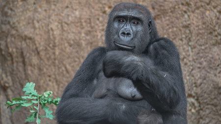 Portrait of powerful African gorilla, female