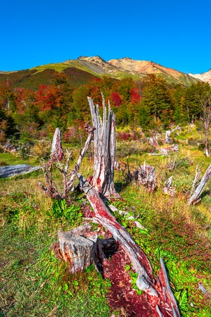 Gorgeous landscape of Patagonia's Tierra del Fuego National Park in Autumn, Argentinaの写真素材