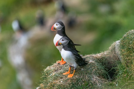 North Atlantic ocean puffins at Faroe island Mykines, late summer timeの写真素材
