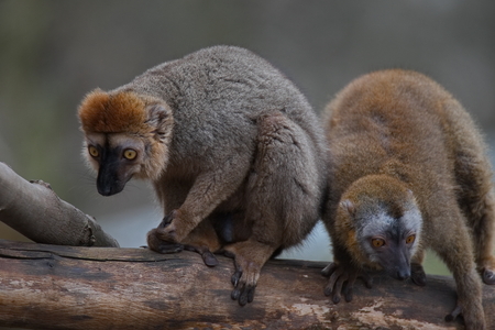Ring-tailed Madagascar lemur at smooth backgroundの写真素材