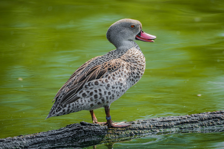 Behavior of wild African ducks at a small lake, close upの写真素材