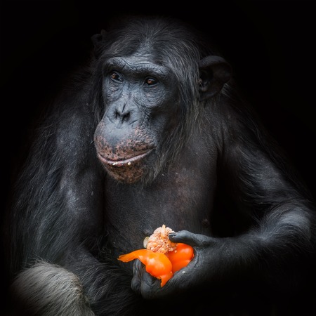 Chimpanzee portrait at black background eating paprikaの写真素材