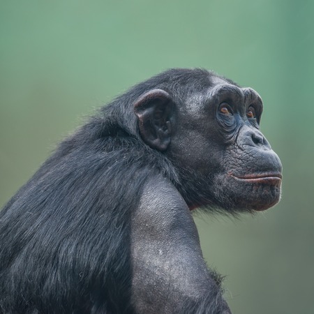 Chimpanzee portrait close up at open resort, adult, maleの写真素材