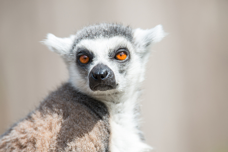 Ring-tailed Madagascar lemur at smooth backgroundの写真素材