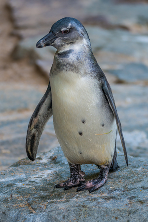 Portrait of funny African penguin at close up, adultの写真素材