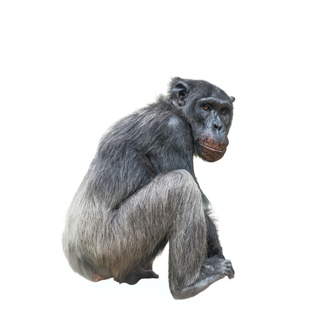 Thinking chimpanzee portrait isolated on white background, closeupの写真素材