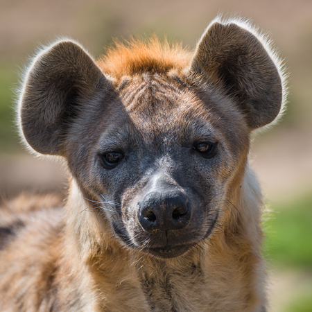 Portrait of huge and powerful African spotted hyena, close up adult, maleの写真素材