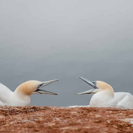 Argue of two wild gannets at island Helgoland, Germany, summer timeの写真素材