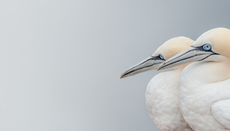 Peaceful watchers, wild North Atlantic gannets, smooth gradient backgroundの写真素材