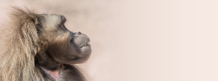 Portrait of depressed African baboon at smooth background, extreme closeup