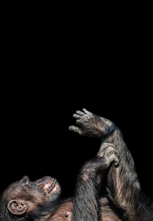 Portrait of funny Chimpanzee playing with its foot at black background, extreme closeupの写真素材