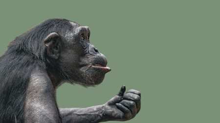 Portrait of curious wondered Chimpanzee at smooth uniform background, extreme closeup, details, paste spaceの写真素材