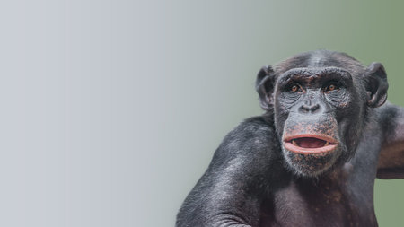 Portrait of curious wondered Chimpanzee at smooth gradient background, extreme closeup, details,...